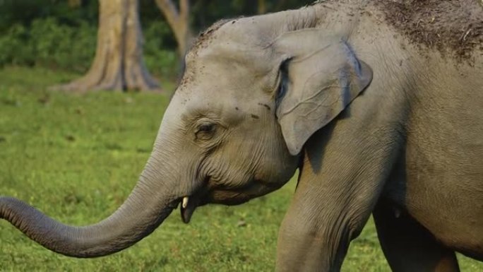 一群大象在卡齐兰加国家公园以慢动作喂养和泥浴