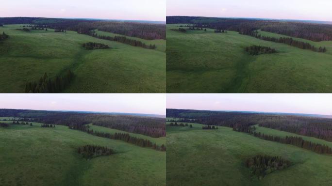 日落时在俄罗斯云杉森林中的阳光