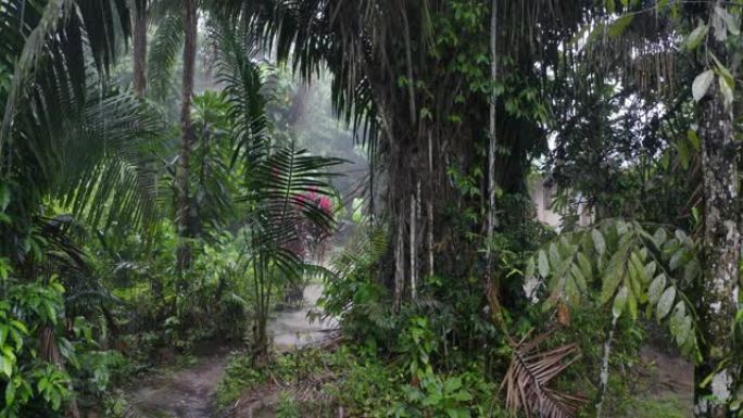 热带森林中的雨天，显示许多雨滴落在树木之间和泥泞的小径上