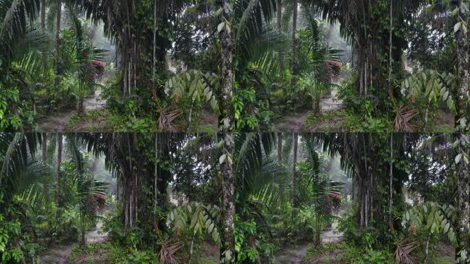热带森林中的雨天，显示许多雨滴落在树木之间和泥泞的小径上
