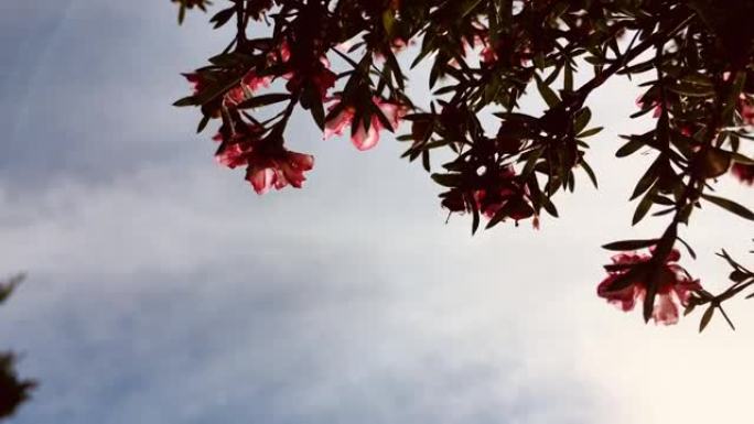 风中的粉红色麦卢卡 (Leptospermum scopararium) 茶树花