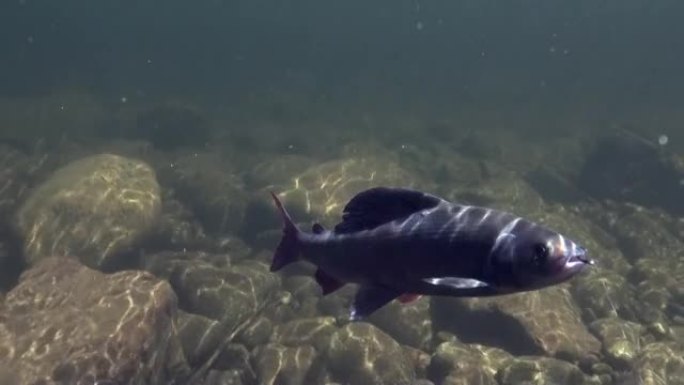 在特姆尼克山区钓鱼时，鱼钩在水下的鱼钩上。