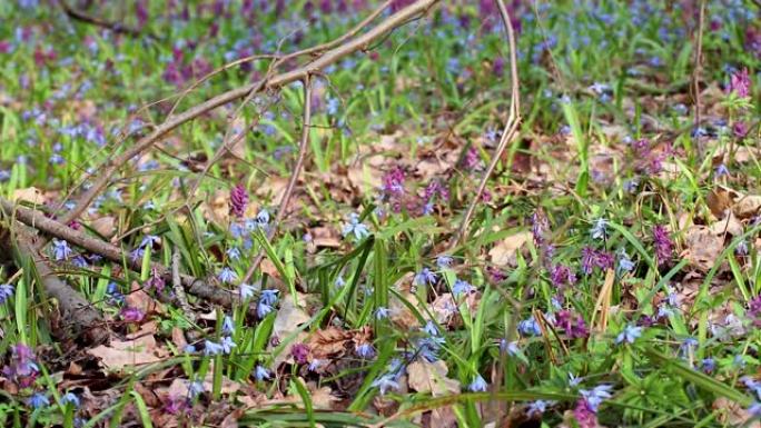 Scilla和Corydalis cava春花森林