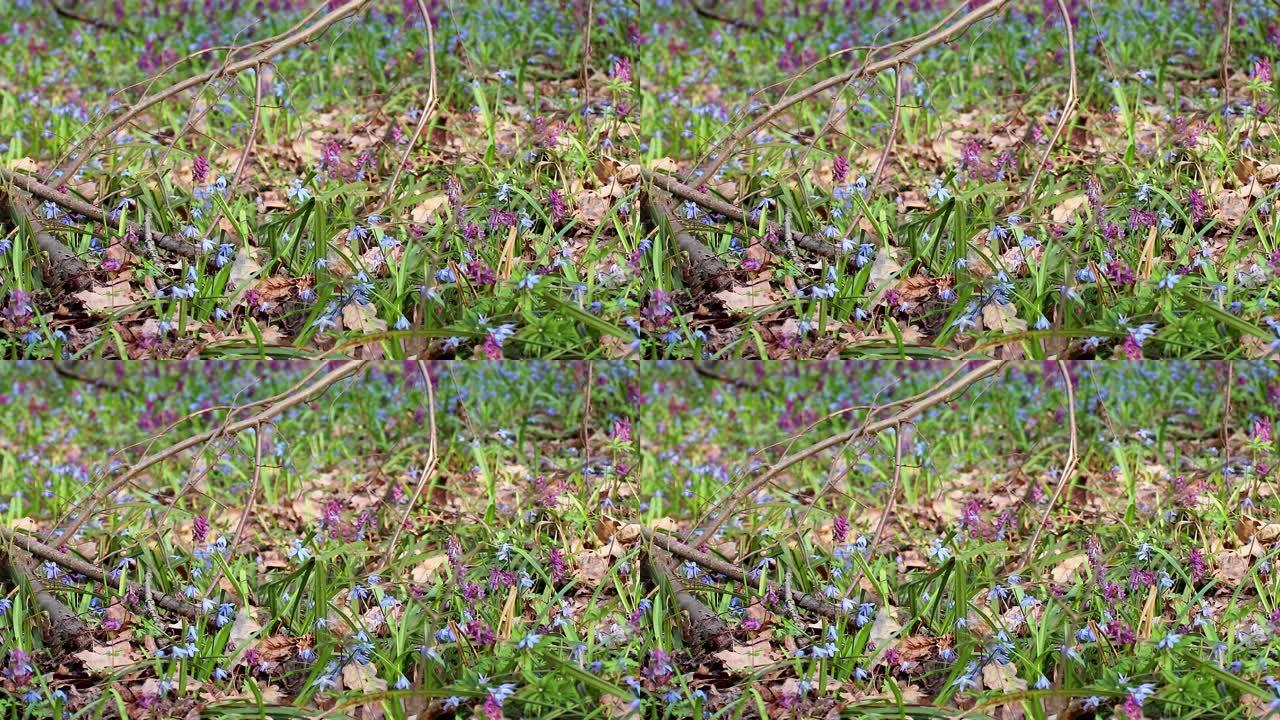 Scilla和Corydalis cava春花森林