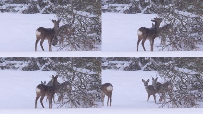 白俄罗斯下雪的ro鹿 (Capreolus capreolus)