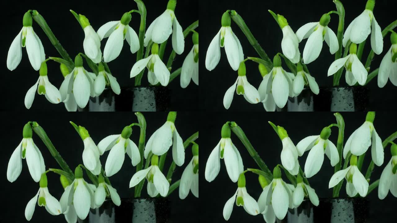 美丽的白色鲜花花束雪花莲或Galanthus在花瓶特写隔离在黑色背景上。喷水飞溅的露珠开花植物。4K