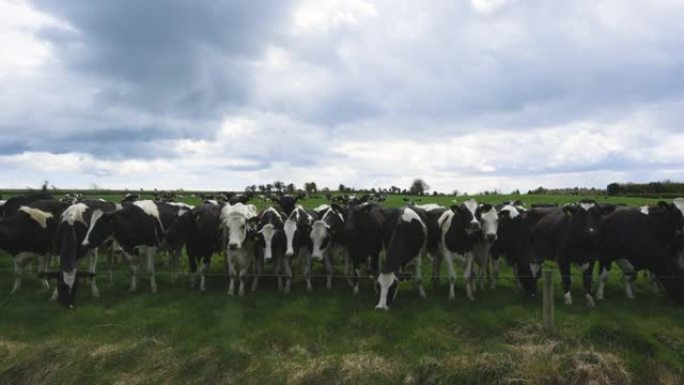 拉加一排不同颜色的漂亮奶牛。爱尔兰