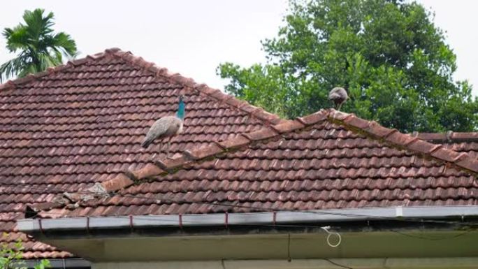 斯里兰卡小村庄两只漂亮的雄性孔雀在房子屋顶上行走的4k视频