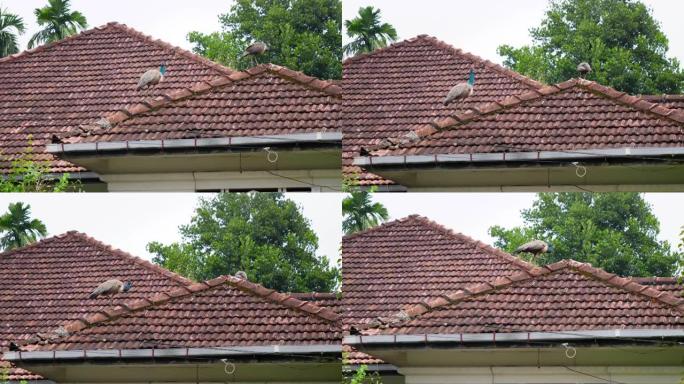 斯里兰卡小村庄两只漂亮的雄性孔雀在房子屋顶上行走的4k视频
