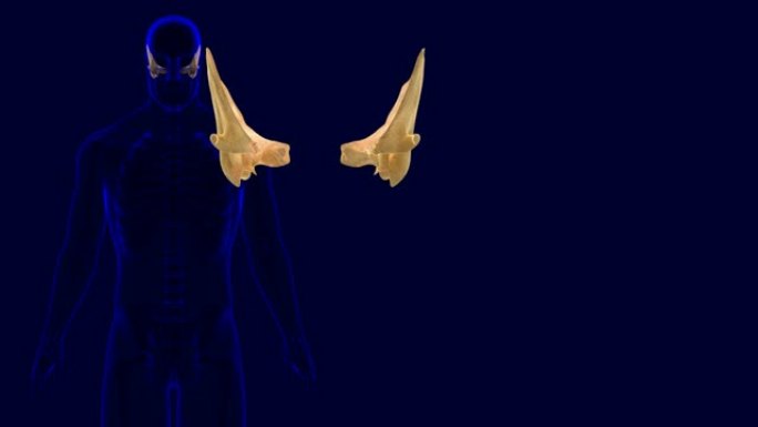 人体骨骼颅骨颞骨解剖三维插图