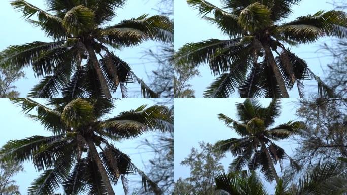 海滩上有椰子的巨大绿色棕榈树