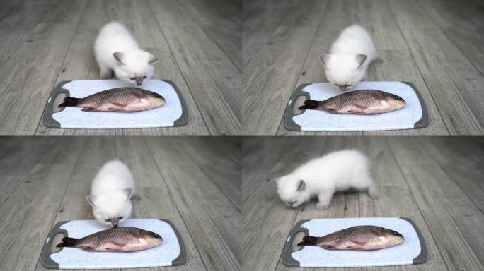 用鱼喂猫。小猫吃放在木地板上的盘子里的食物