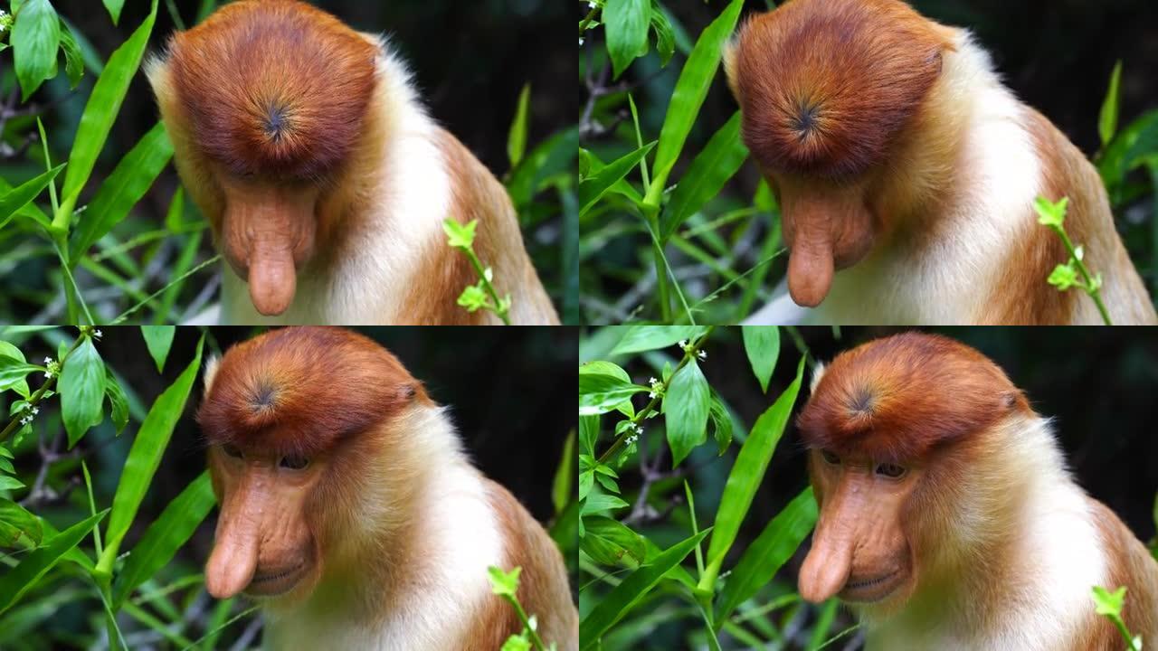 马来西亚婆罗洲雨林中的野生长鼻猴或鼻幼虫