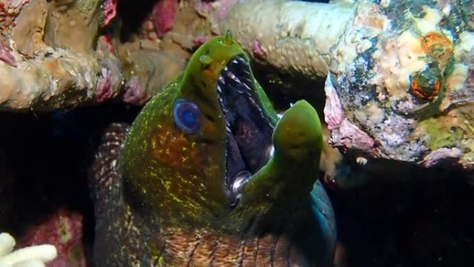 红海鳗张着嘴躲在山洞里。