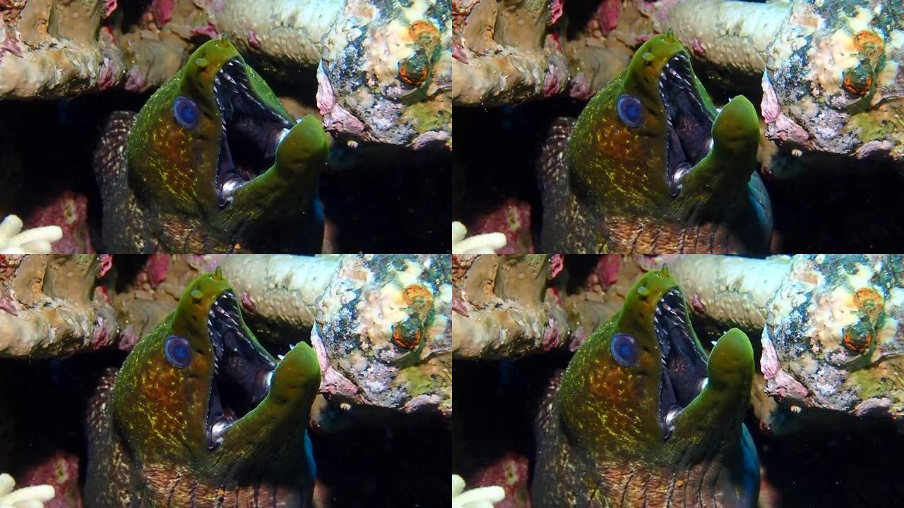 红海鳗张着嘴躲在山洞里。