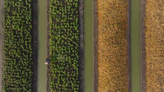 农业。农民在蔬菜农场的植物上喷洒蔬菜进行消毒的空中俯视图。4k大小的电影