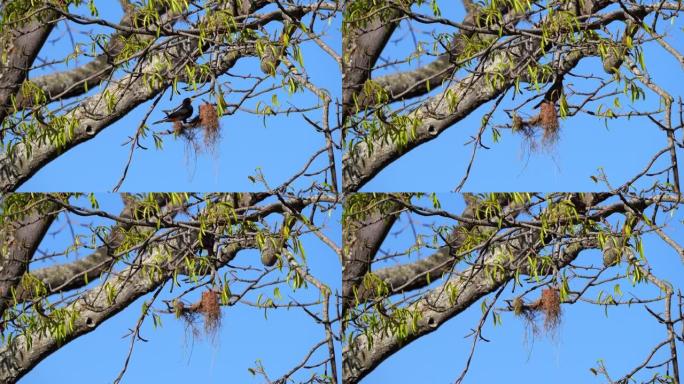 Oropendola或Conoto鸟在树枝上筑巢。