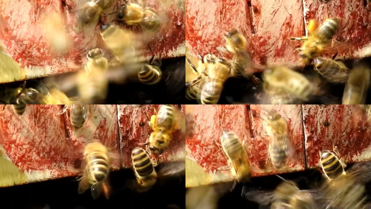 蜜蜂在蜂箱周围飞翔。养蜂概念。