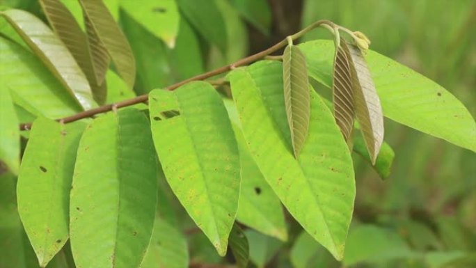 红色莫兰蒂 (shorea leprosula) 树的嫩叶