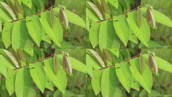 红色莫兰蒂 (shorea leprosula) 树的嫩叶