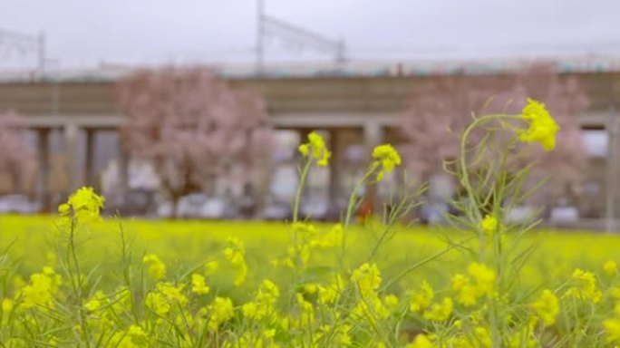 油菜花和樱花盛开在风中摇曳