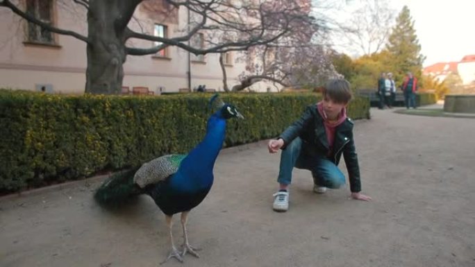 一个十几岁的男孩试图在城市公园里用手喂孔雀。生活方式。
