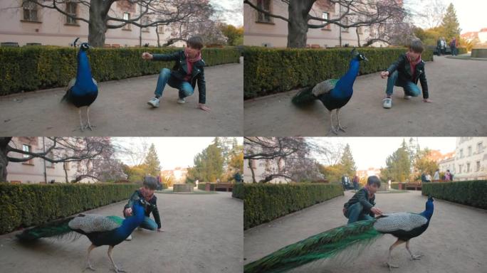 一个十几岁的男孩试图在城市公园里用手喂孔雀。生活方式。