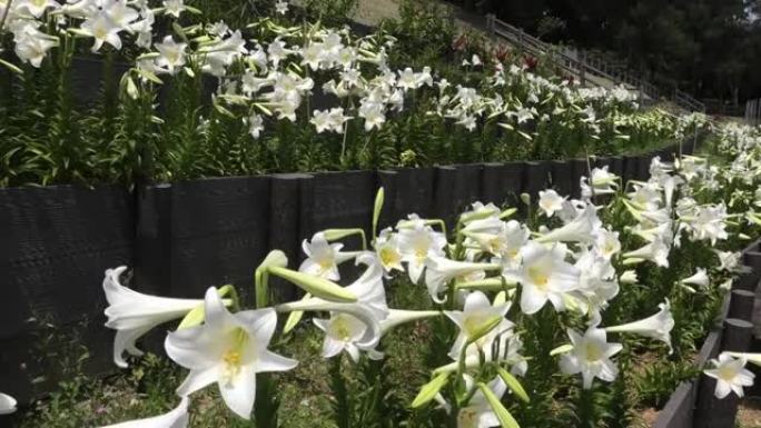 冲绳那霸市大石公园盛开的百合花