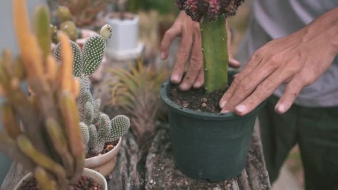 男人清理锅在房子旁边的花园里换掉仙人掌