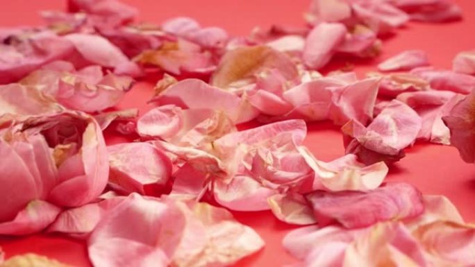 浪漫约会主题。落下的粉红色玫瑰花瓣慢动作。相机从左向右滑动。落下的玫瑰花瓣的特写。选择性聚焦，浅景深
