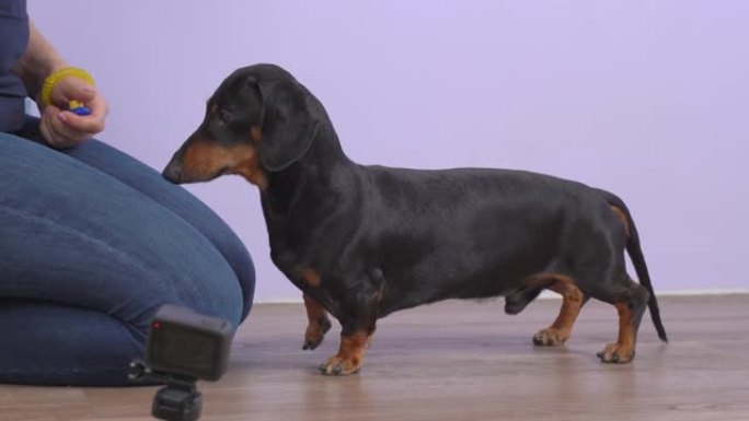 女处理者使用clicker教授听话的腊肠犬新命令，并将其视为积极的强化犬训练的形式。动物教育兽医博客