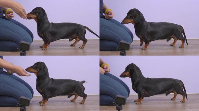 女处理者使用clicker教授听话的腊肠犬新命令，并将其视为积极的强化犬训练的形式。动物教育兽医博客