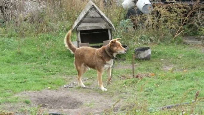 在乡村院子里一个旧的木制狗屋的背景下，链条上的红色院子狗