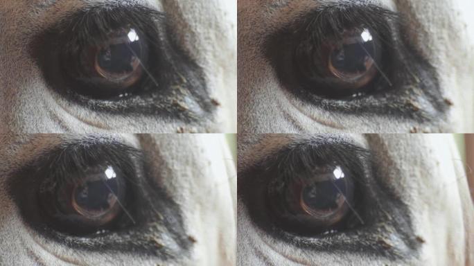 母牛眼睛的特写镜头