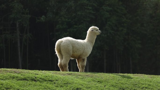 羊驼 草坪上的羊驼 农场的羊驼 羊驼散步