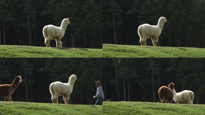 羊驼 草坪上的羊驼 农场的羊驼 羊驼散步