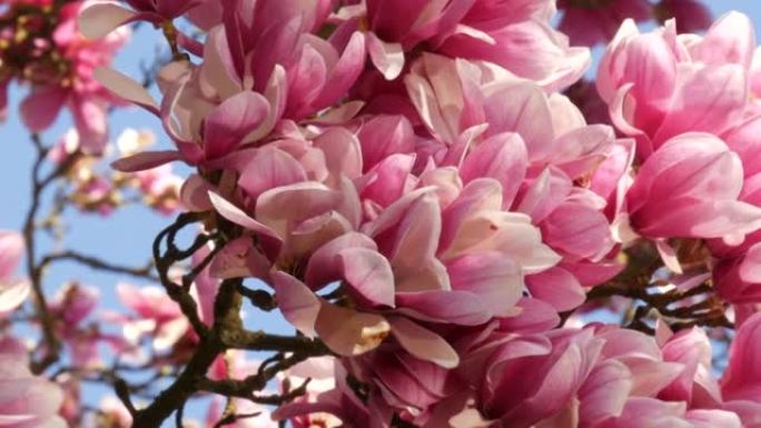 一棵令人难以置信的美丽的粉红色开花木兰花。玉兰花在花瓣上，春天的季节反映了水