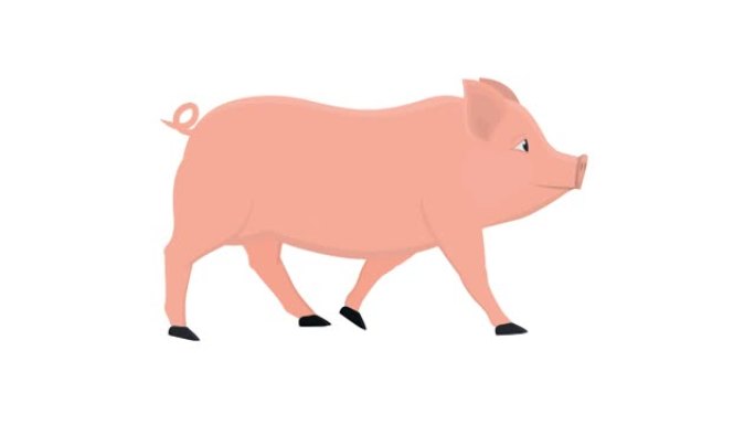 猪。动物小猪的动画。卡通