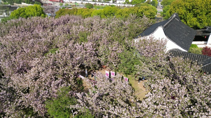 铜观音寺 太湖 晚樱 航拍 晴天 寺庙