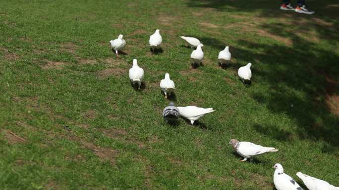 鸽子  草坪上的鸽子 农场 草坪 公园