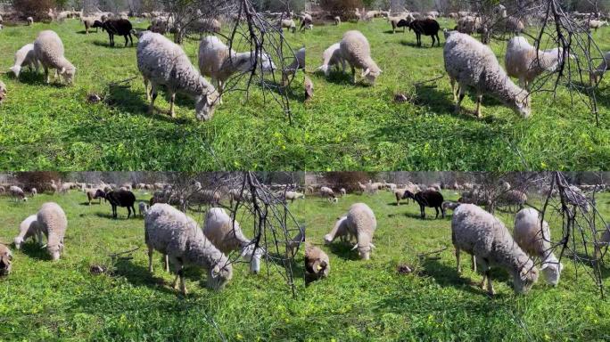 在西班牙橄榄树附近的牧场上放牧白羊
