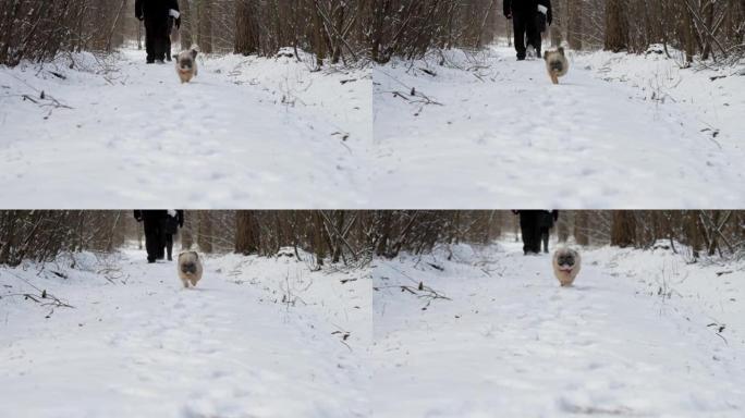 有趣的狗跑向在雪道上徘徊的老人