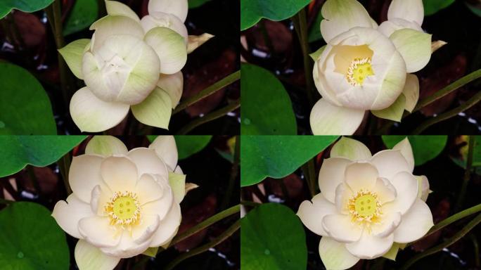 盛开的白莲花从芽到盛开的4k延时镜头，特写b卷镜头顶视图变焦效果。