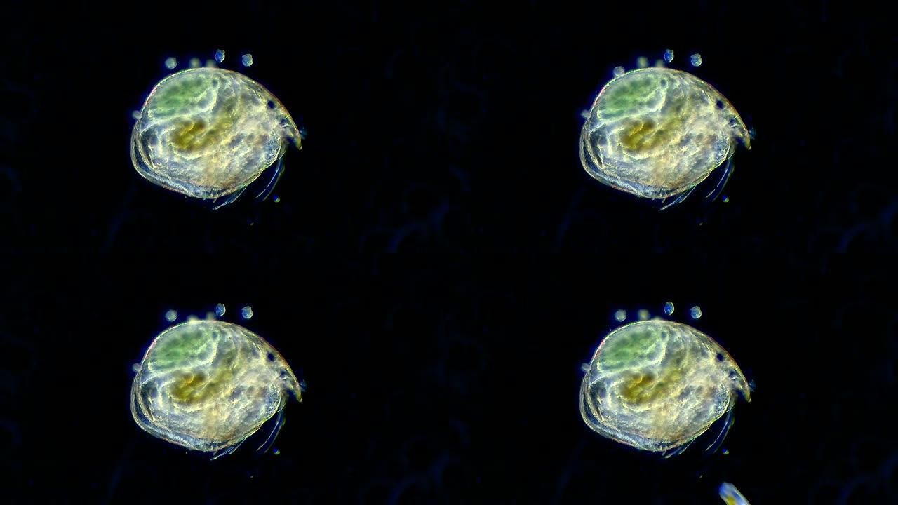 水蚤-显微视图微距实拍特写展示小虫