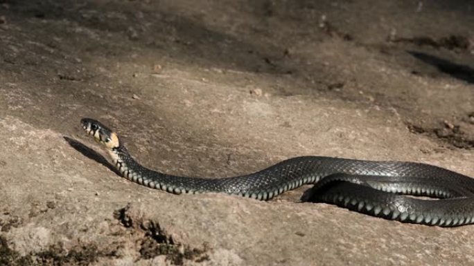一只大黑蛇躺在岩石上的特写镜头。