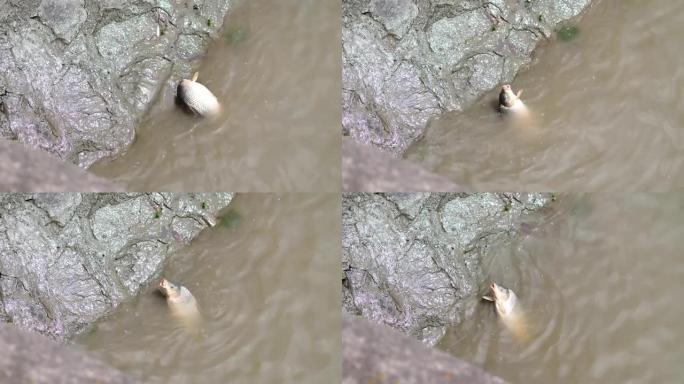 大鲤鱼被抓住了。渔夫挣扎着把重鲤鱼拉得更近。