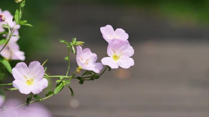 风中的粉红色月见草花 (Oenothera speciosa)，特写放大4k镜头。