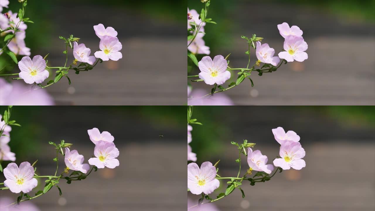 风中的粉红色月见草花 (Oenothera speciosa)，特写放大4k镜头。