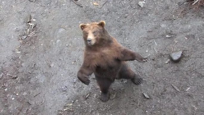 黑熊站在它的后腿完美平衡。阿拉斯加的野生动物。