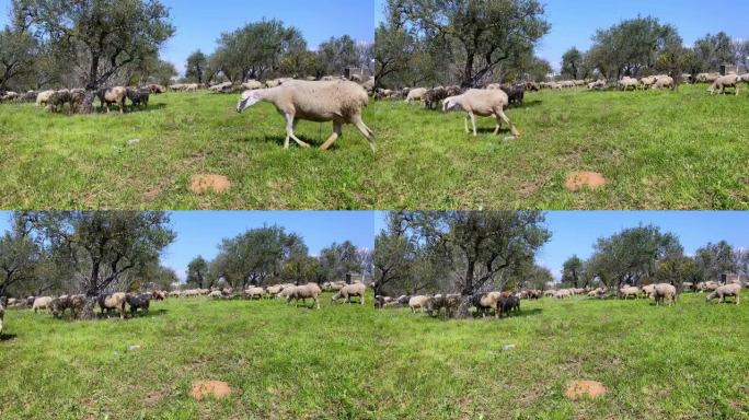 在西班牙橄榄树附近的牧场上放牧白羊
